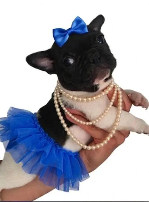 Buldog Femea - Foto 4