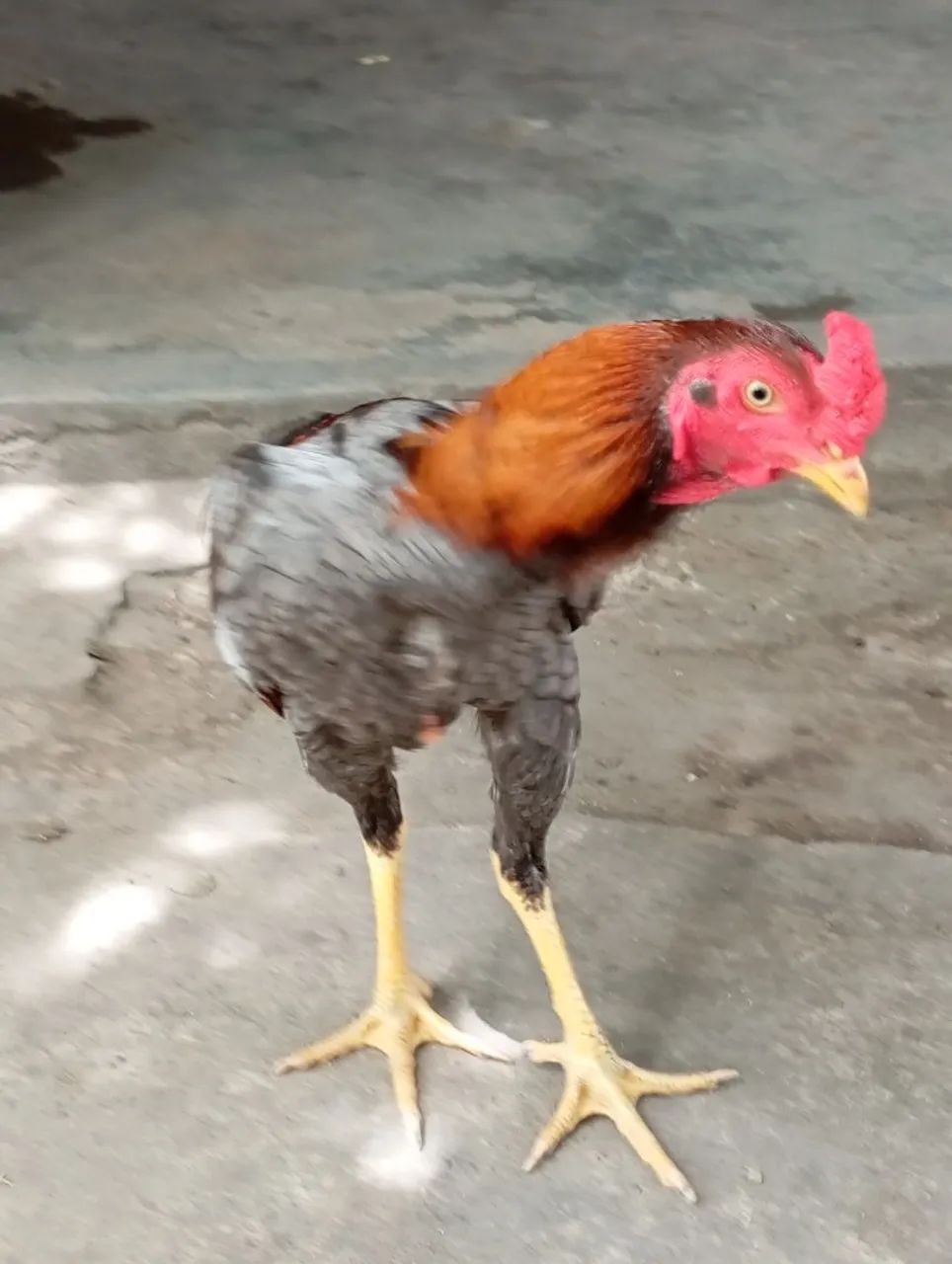 Galo carioca puro  - Foto 3