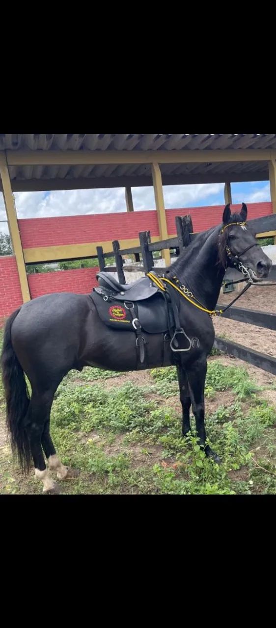 Cavalo  - Foto 2