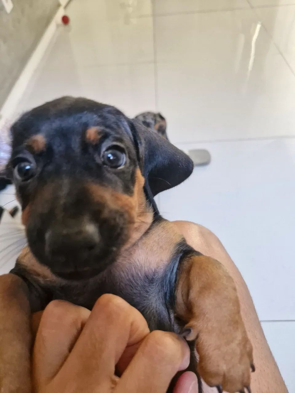 Cachorro salsicha (dachshund) - Foto 3