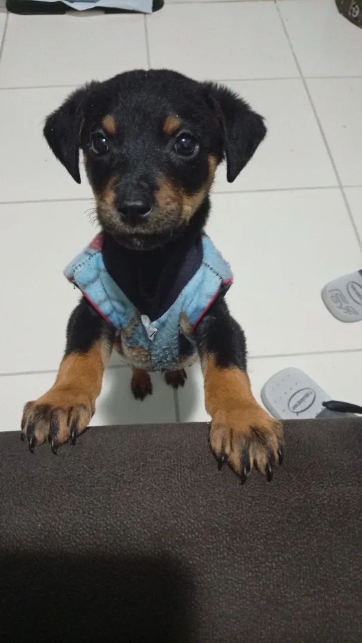 Doa-se Cachorro