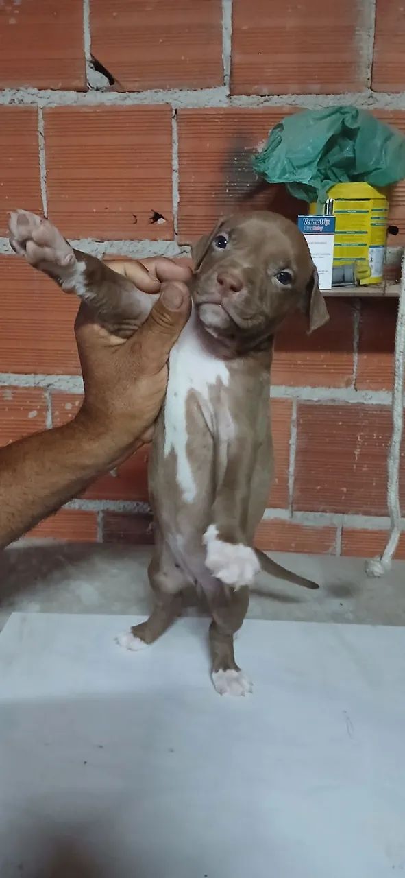 Pitmonster 