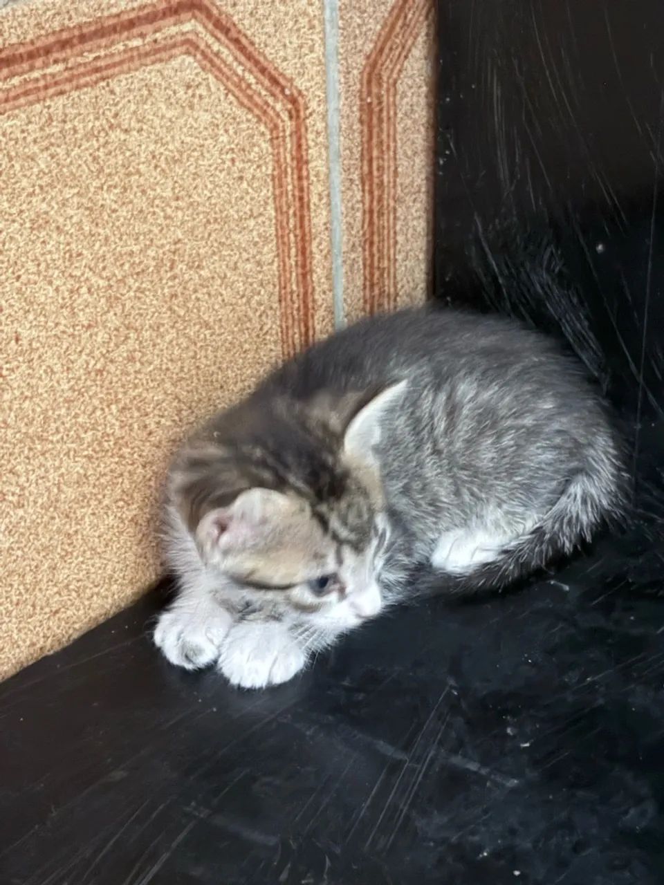 Doação gatos filhotes  - Foto 3