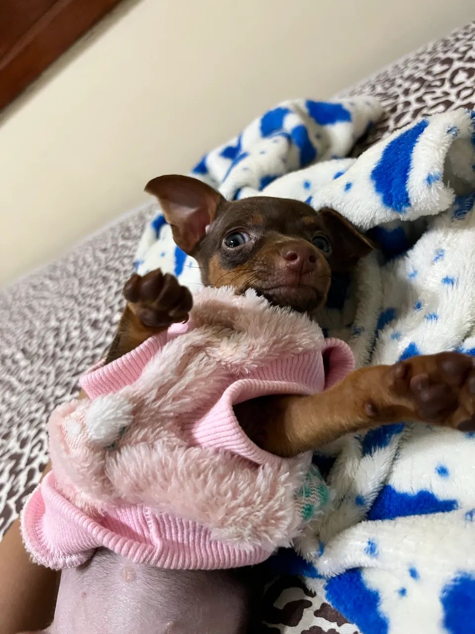 Pinscher mini  - Foto 3