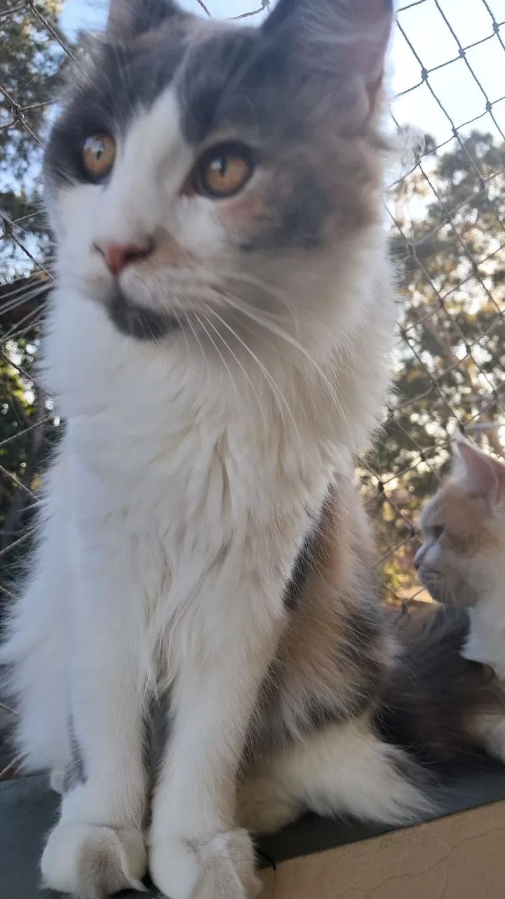 Gata Maine Coon - Foto 4