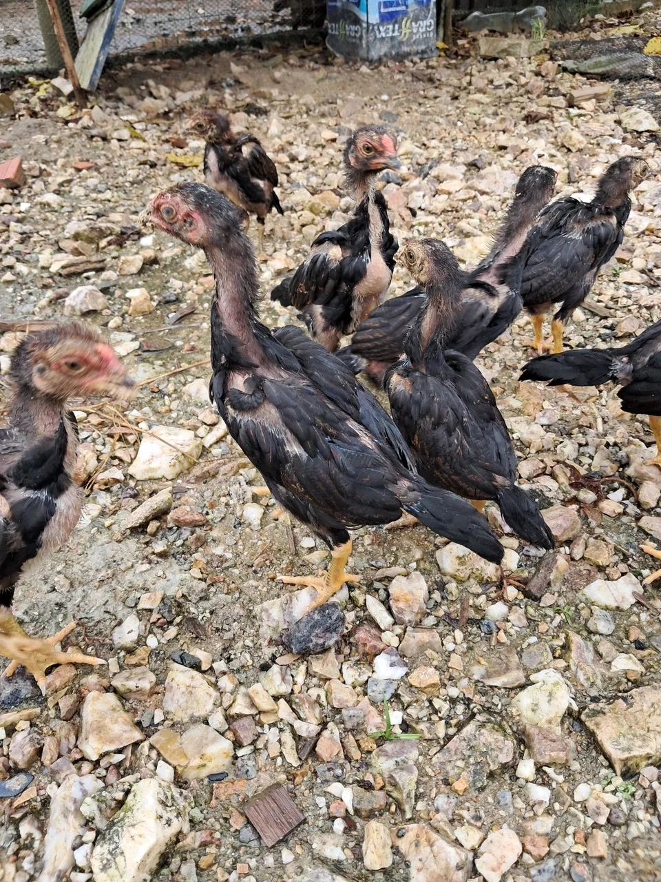Frango Índio inglês  - Foto 2