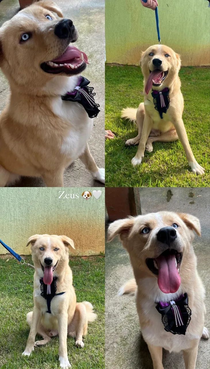 DOAÇÃO DE CACHORRO - Foto 2