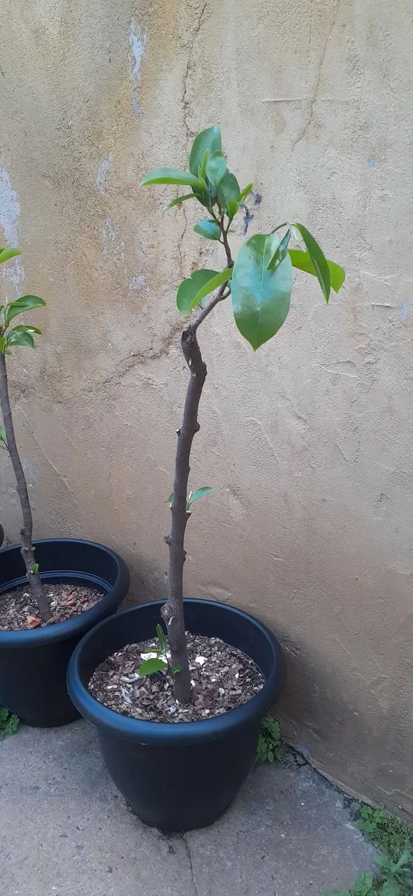 Vende-se muda de opurquia de pé de graviola ótima qualidade  - Foto 3