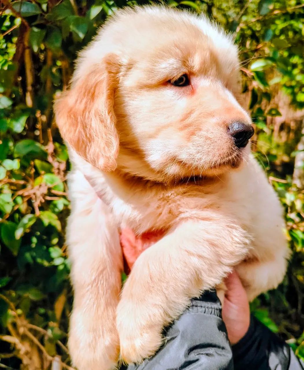 Golden Retriever Lindos Filhotes Top!!!  - Foto 2