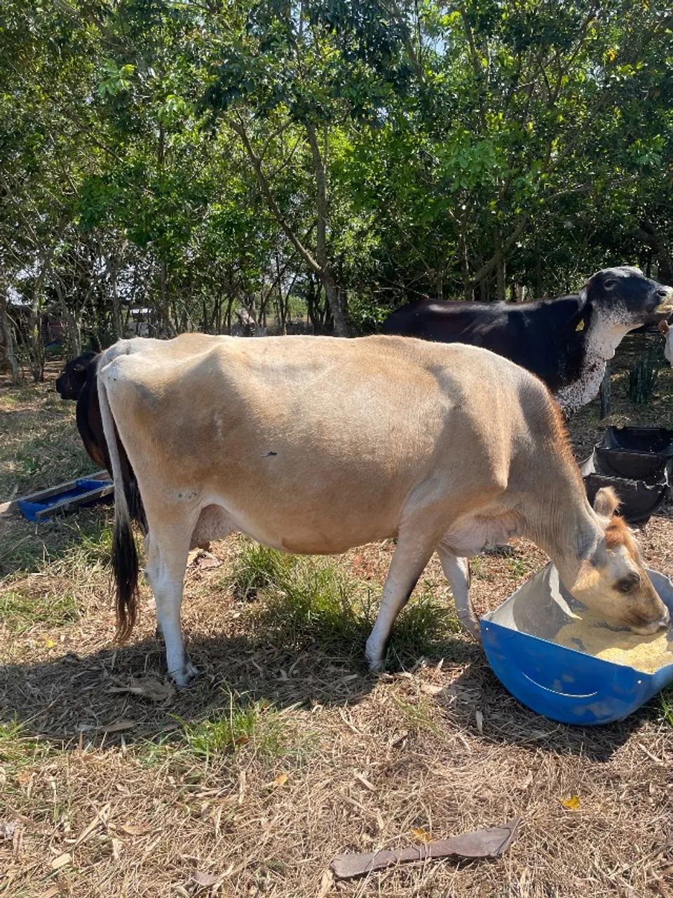 Vaca leiteira Jersey - Foto 4