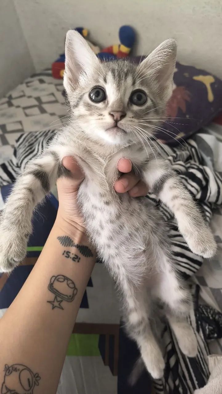 DOAÇÃO DE GATOS - Foto 5