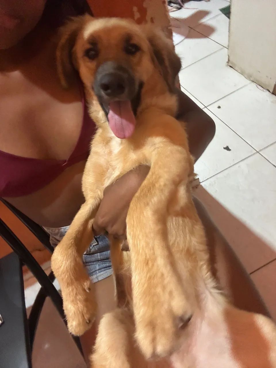 Cachorro Bruce 