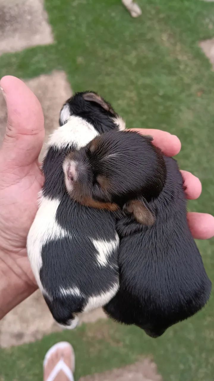 LHASA APSO  - Foto 2