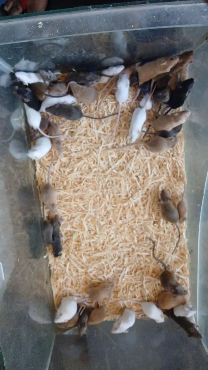 Topodongos - Foto 4