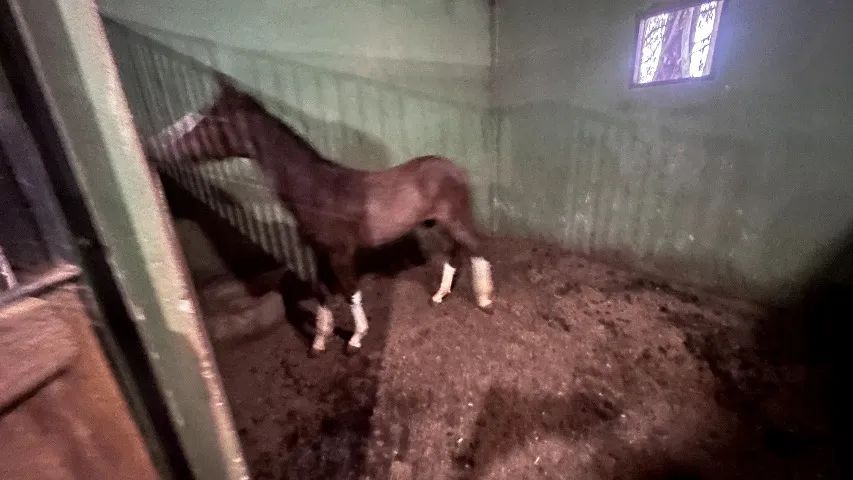 Potros Crioulo - Cavalo - Foto 3