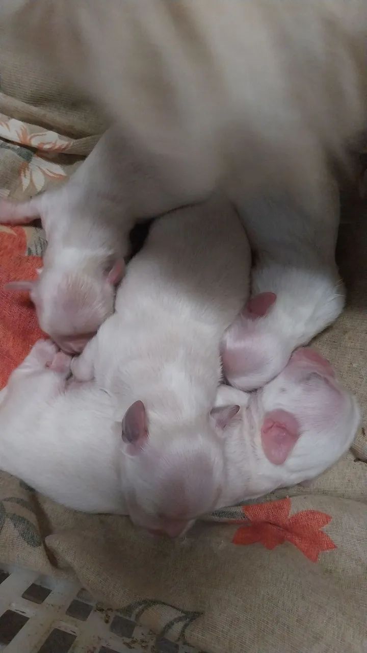 Cachorro ?  - Foto 2