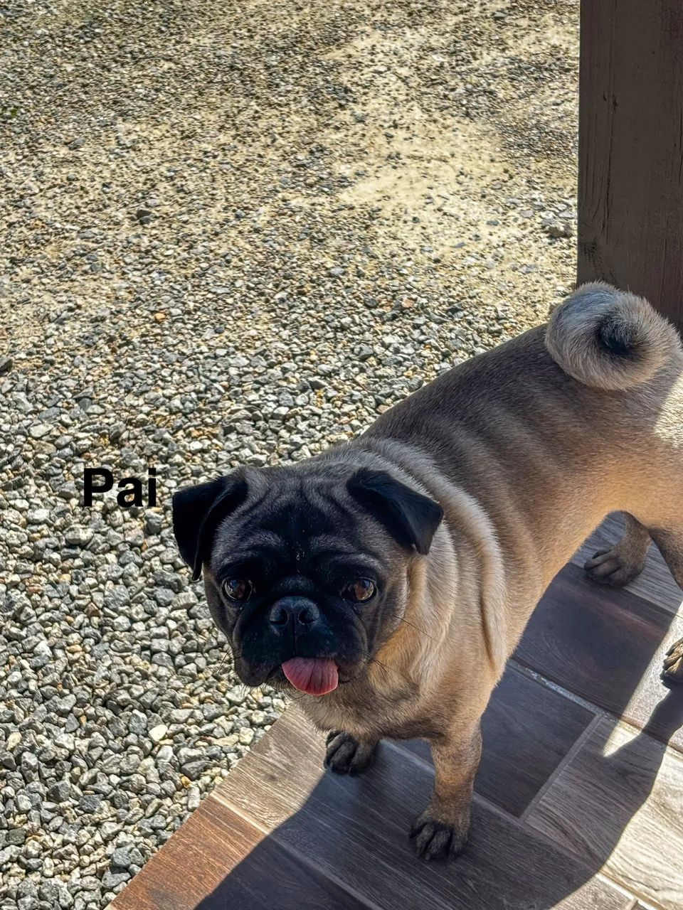 Filhotes de Pug machos  - Foto 2