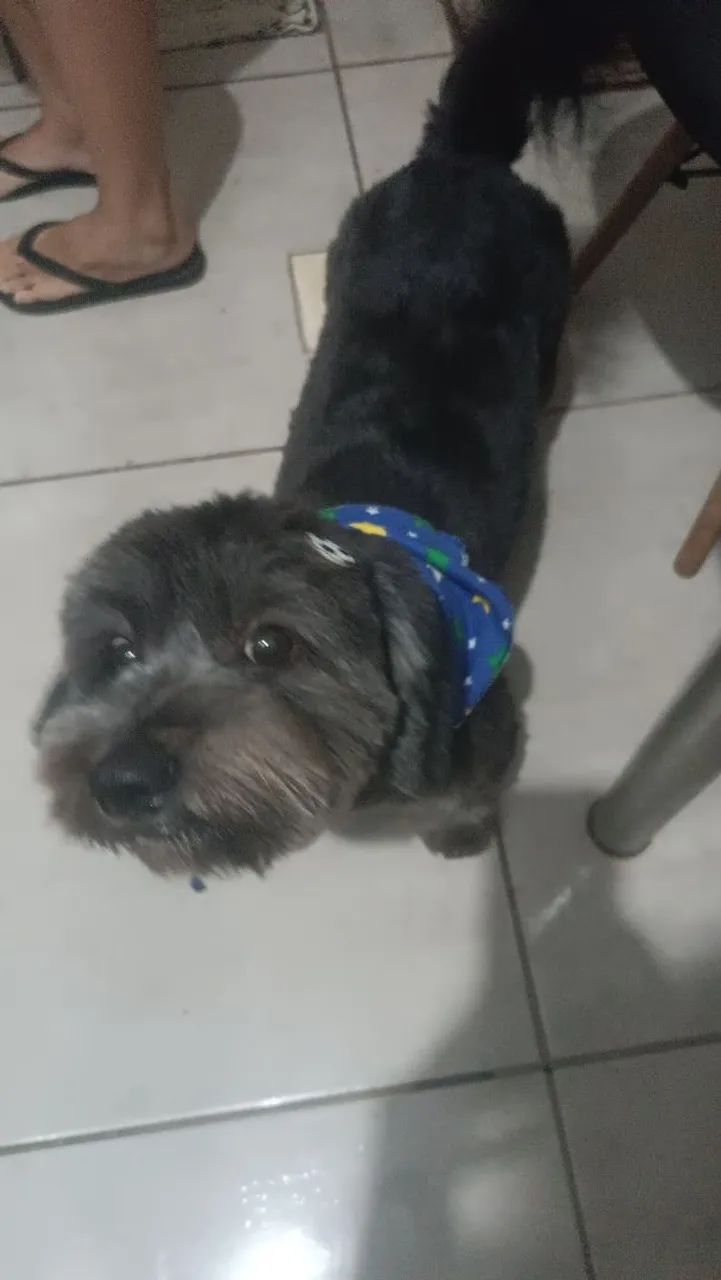 Cachorro 
