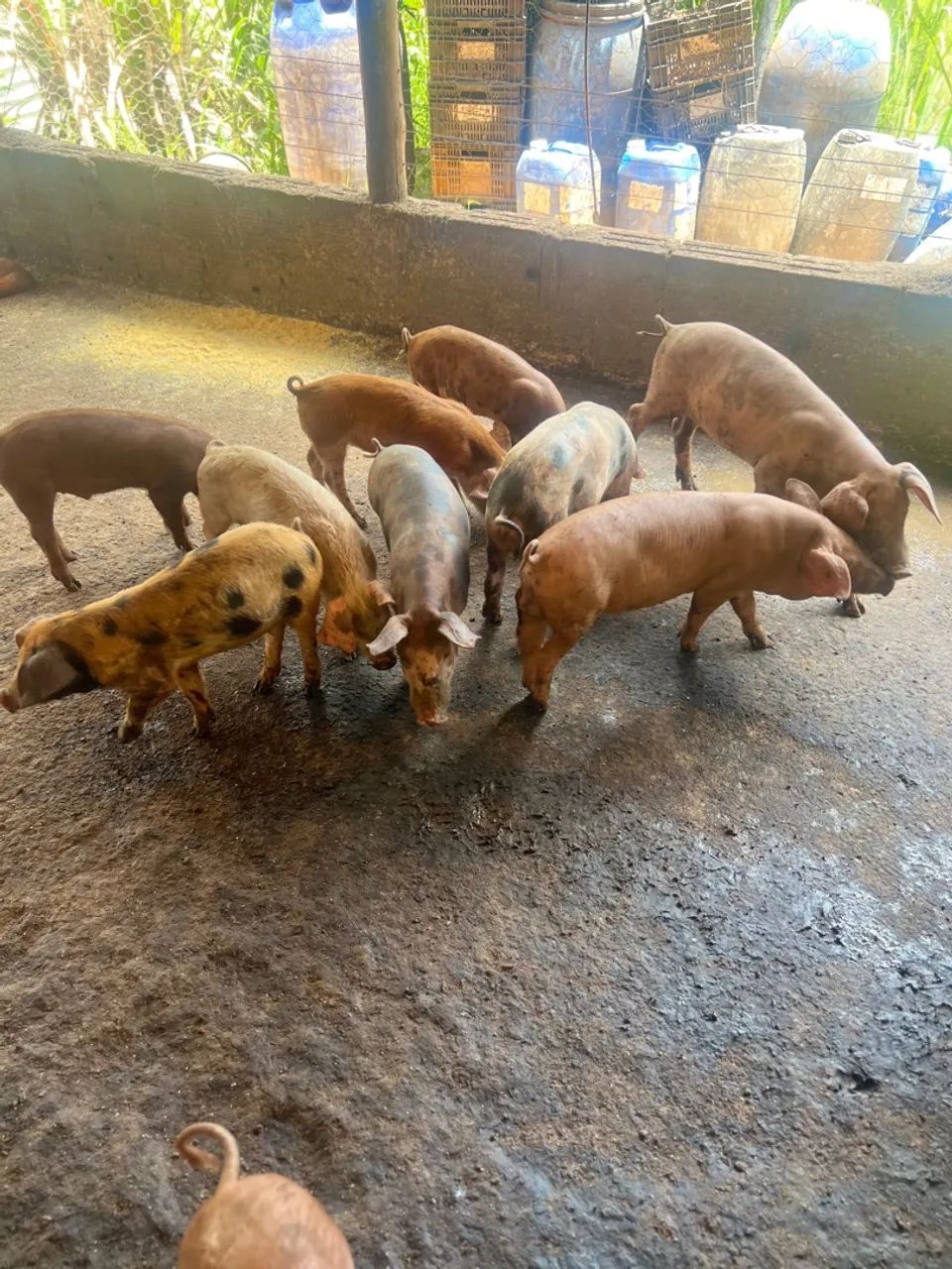 Porcos leitões  duroc e piau  - Foto 2