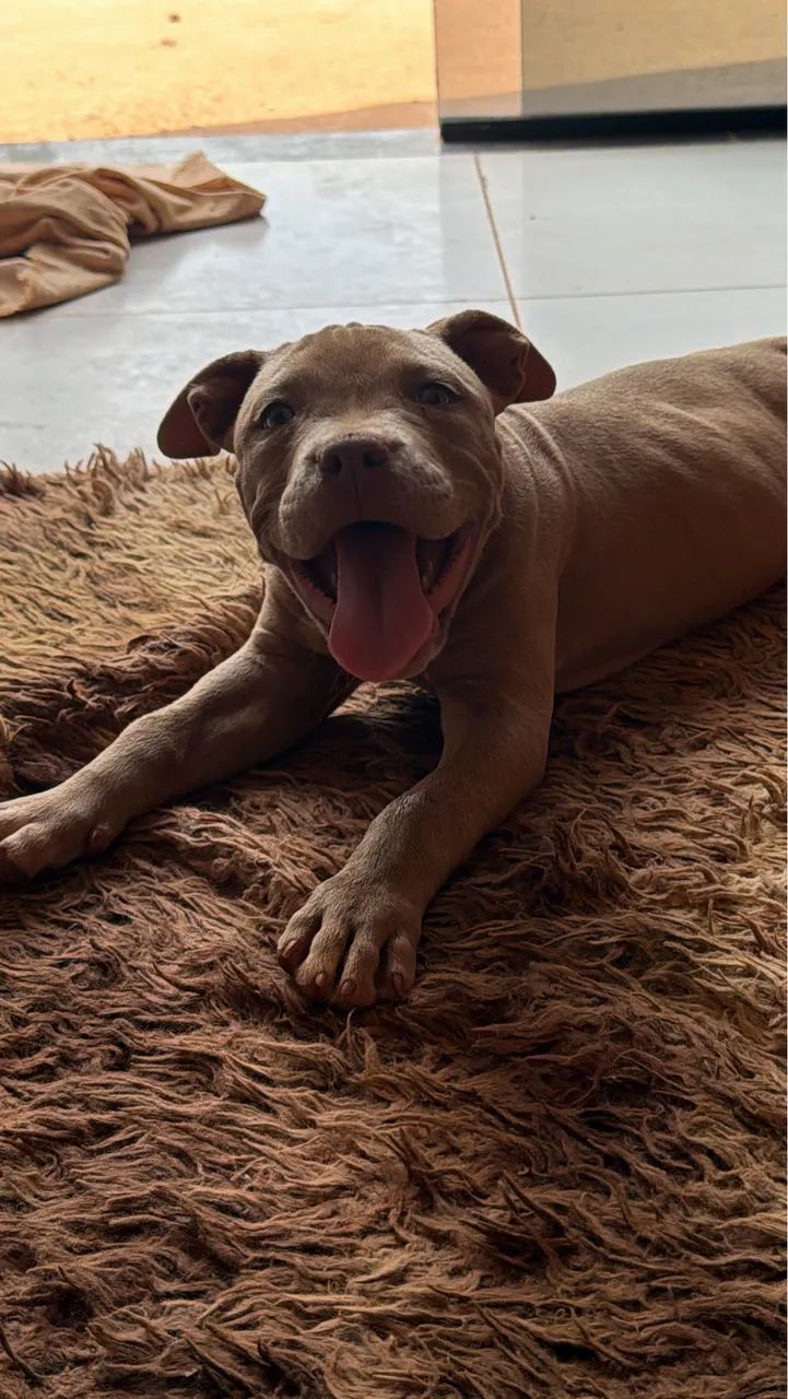 Cachorro pit Buul