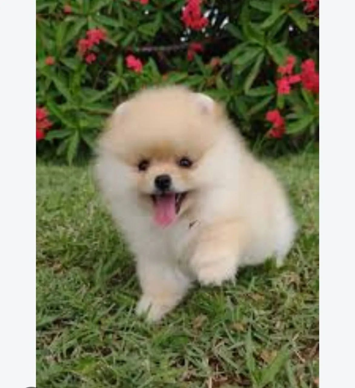 Spitz alemão anão macho