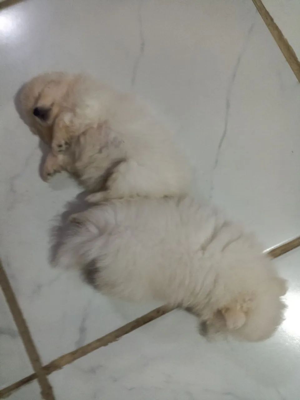 Ispits alemão  - Foto 4