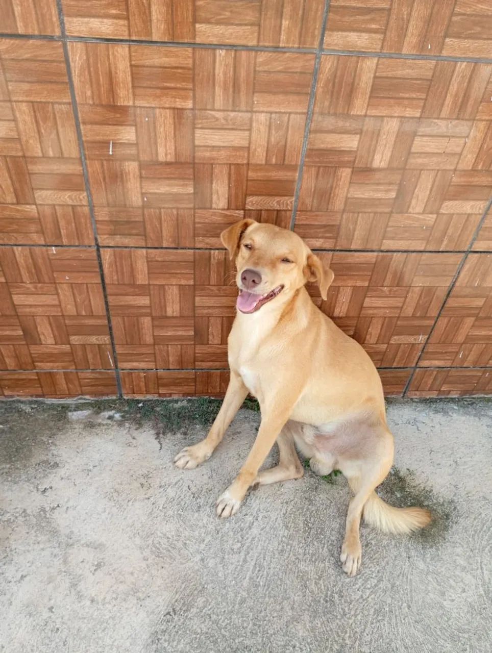 Adoção Responsável  - Foto 4