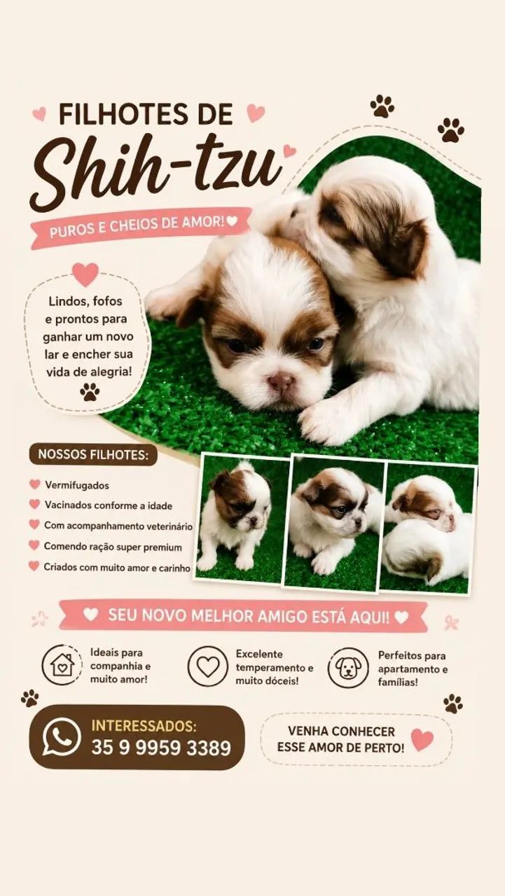 Filhotes de shih-tzu  - Foto 4