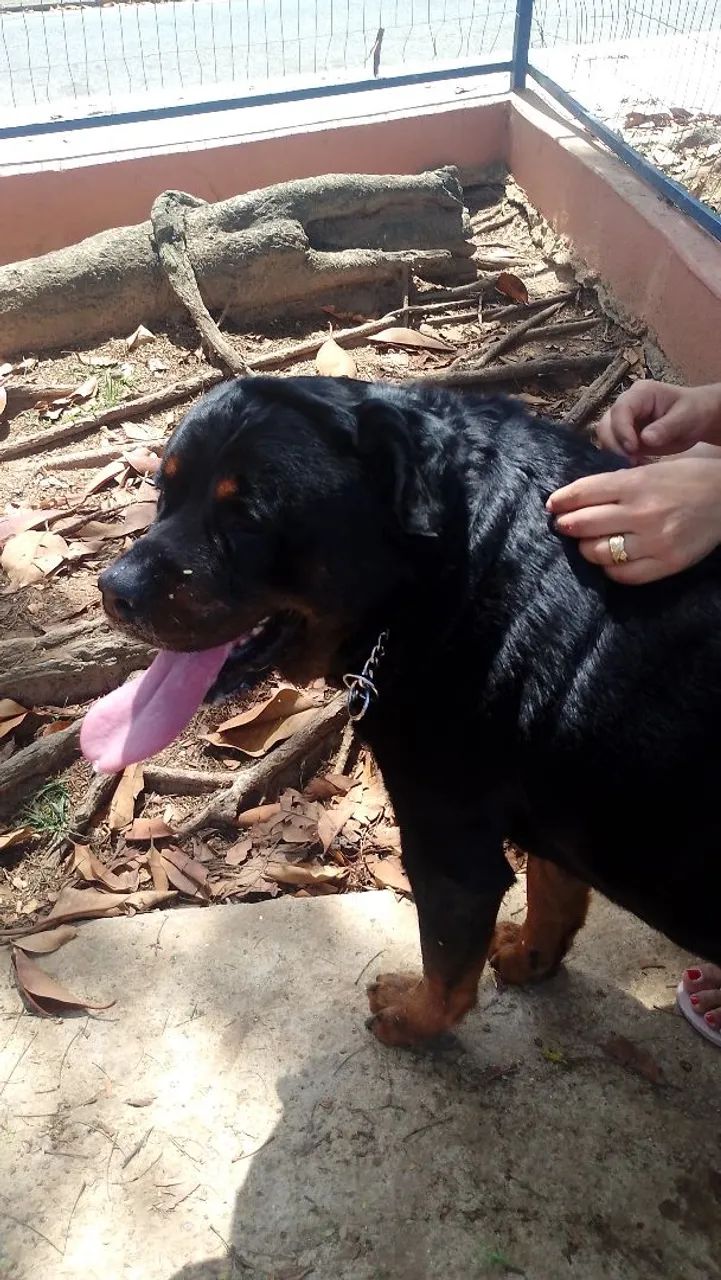 Doação de cachorro rotwaller  - Foto 4