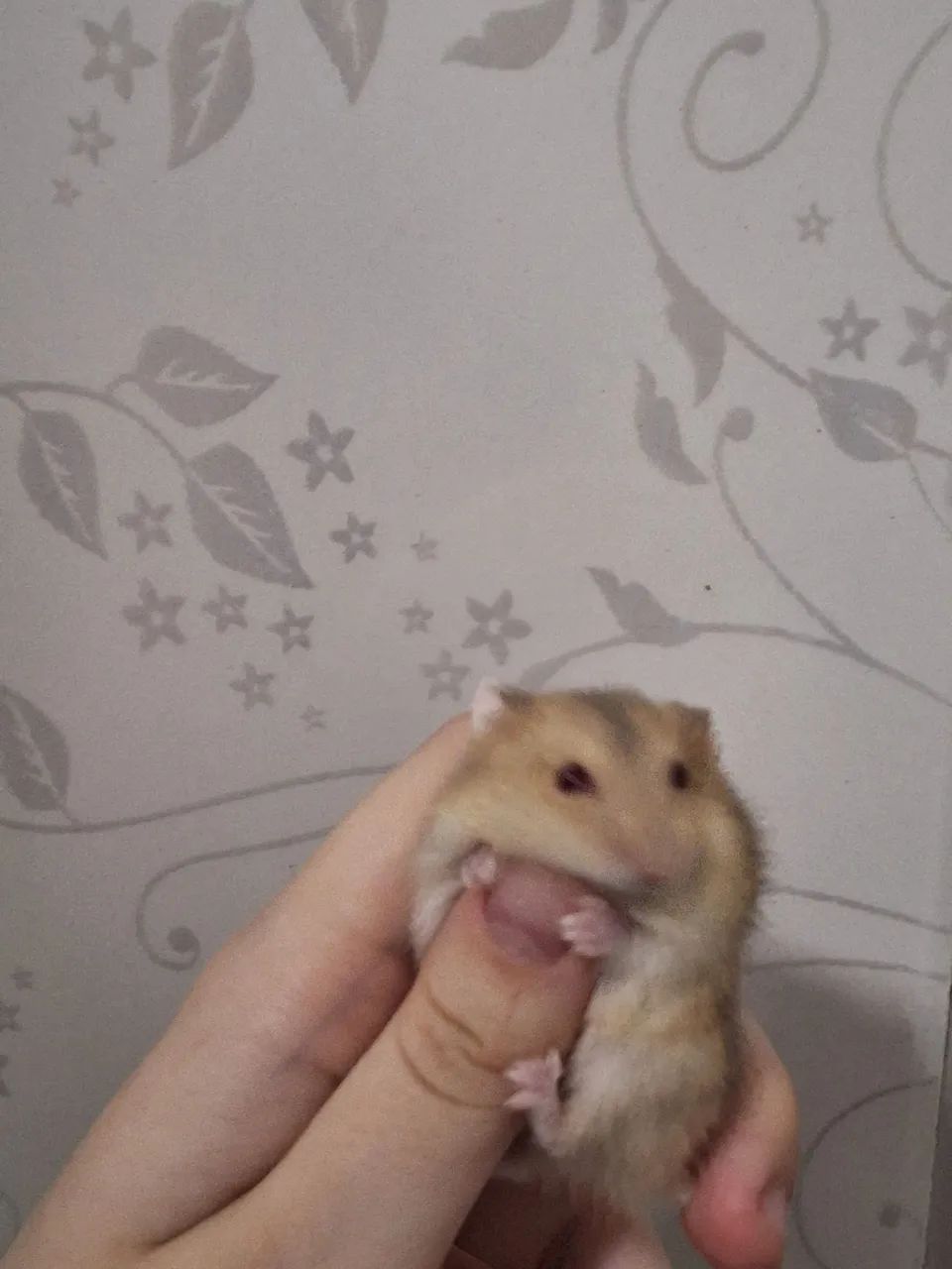 Hamster filhote