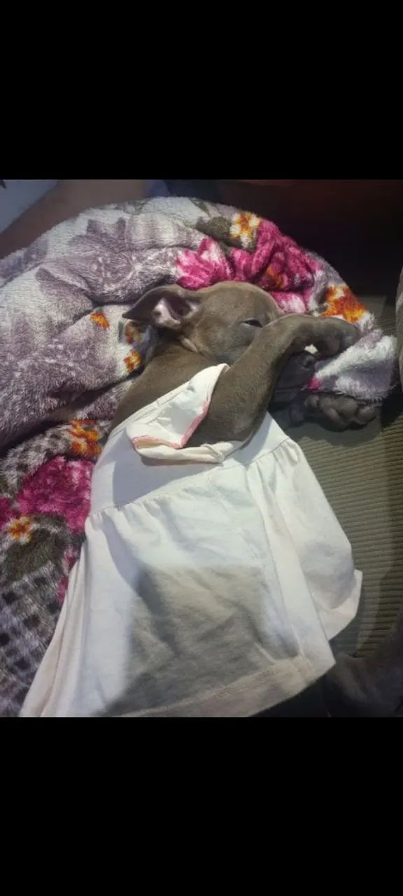 American bull  - Foto 4
