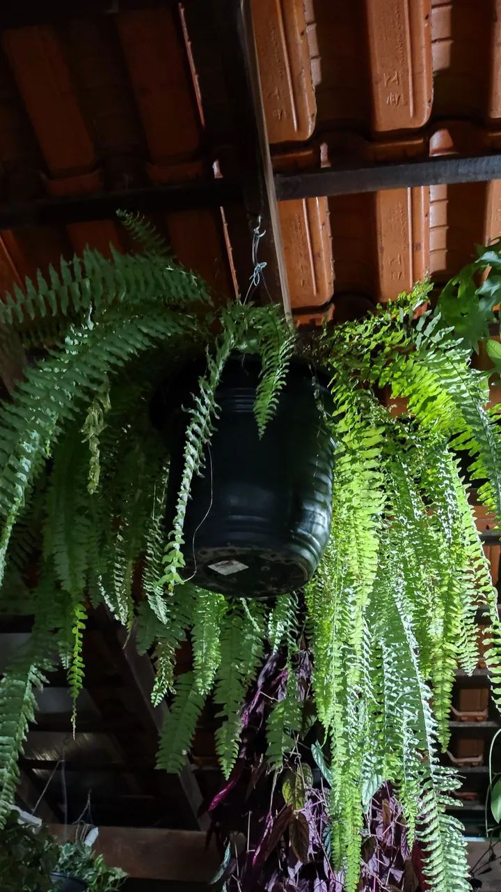 Samambaia americana 