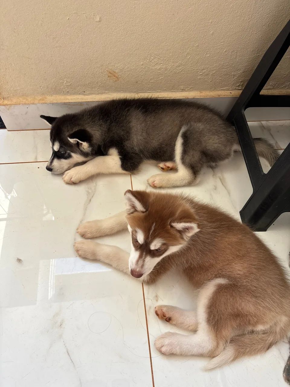 Husky siberiano 