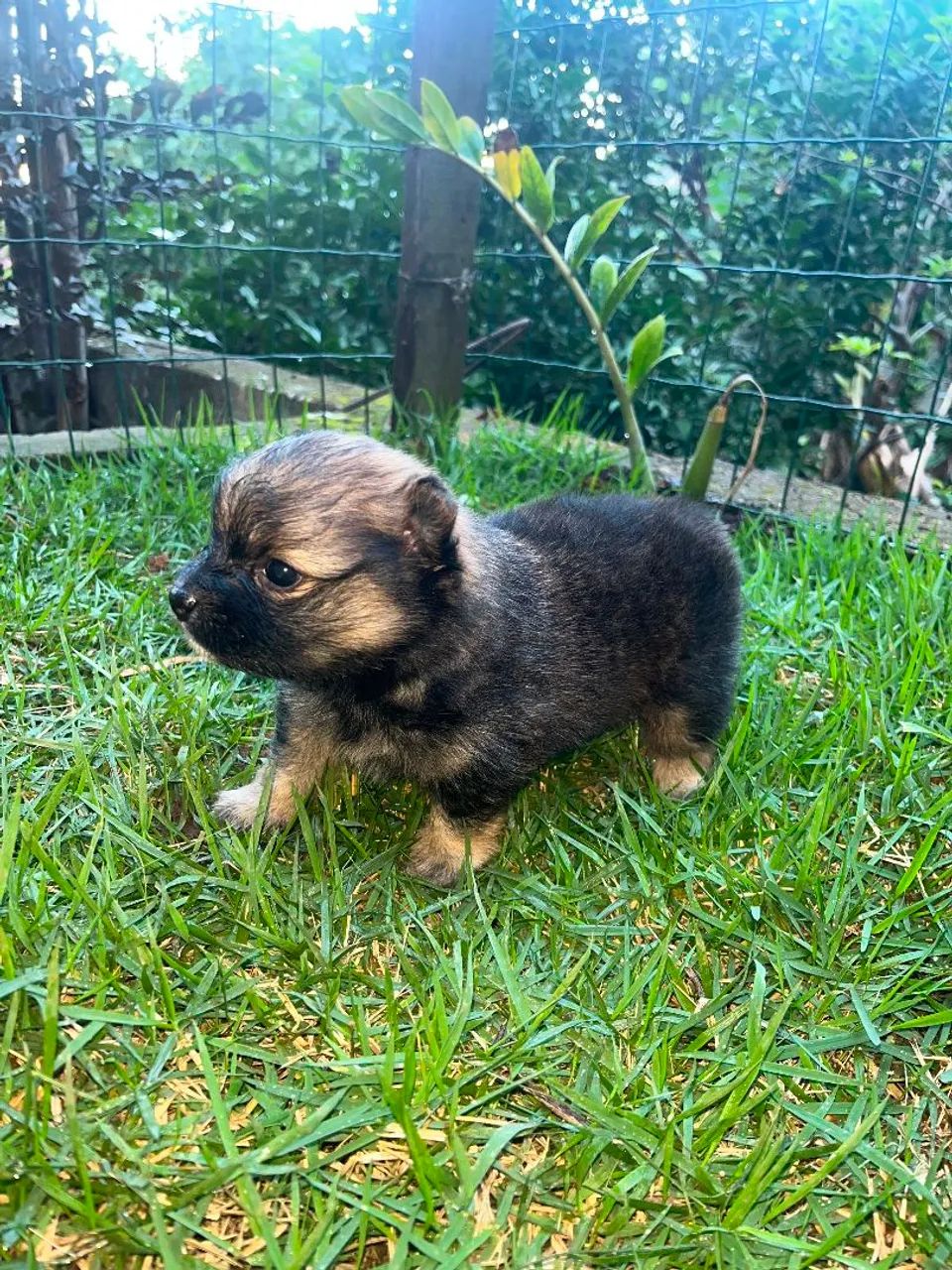 Filhote de Spitz anão Machinho Laranjado  - Foto 3