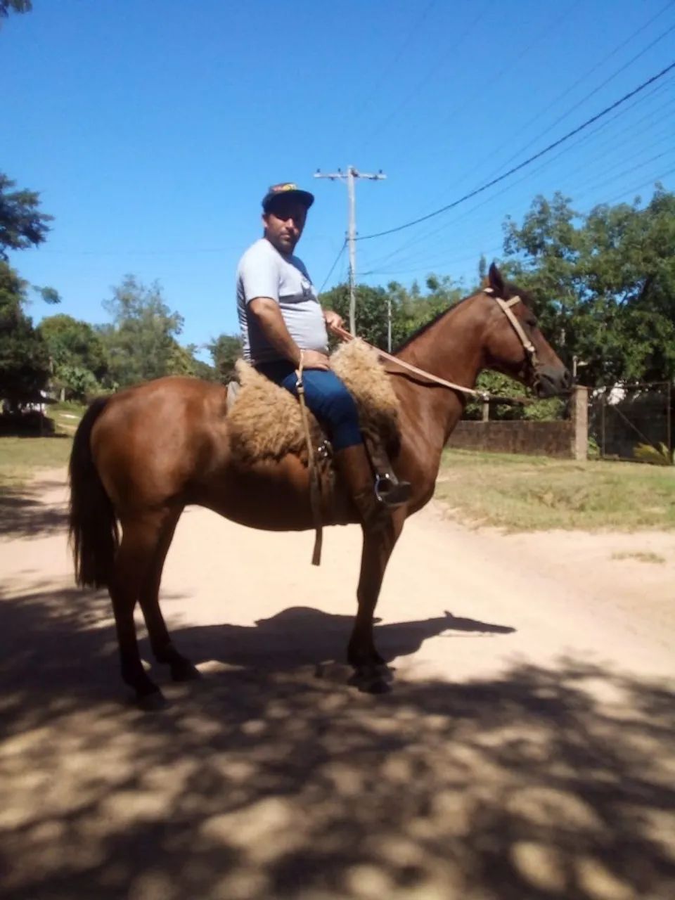 Cavalo quarto de milha com crioulo - Foto 2