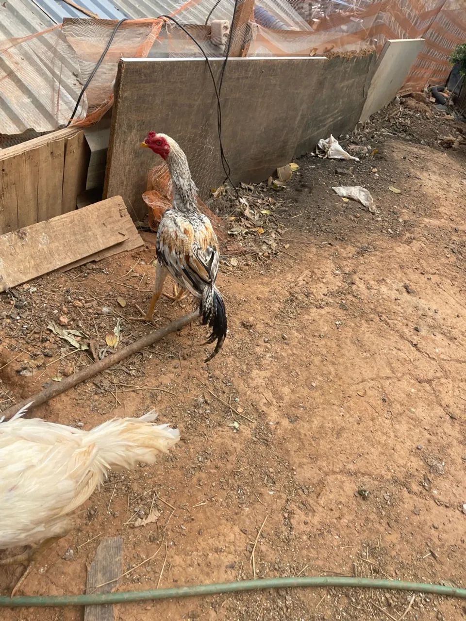 Frango pedrez - Foto 3