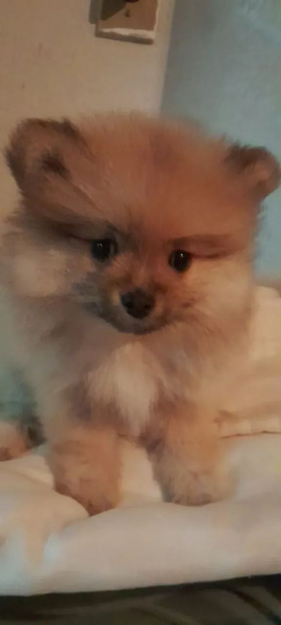 Spitz alemão macho - Foto 2