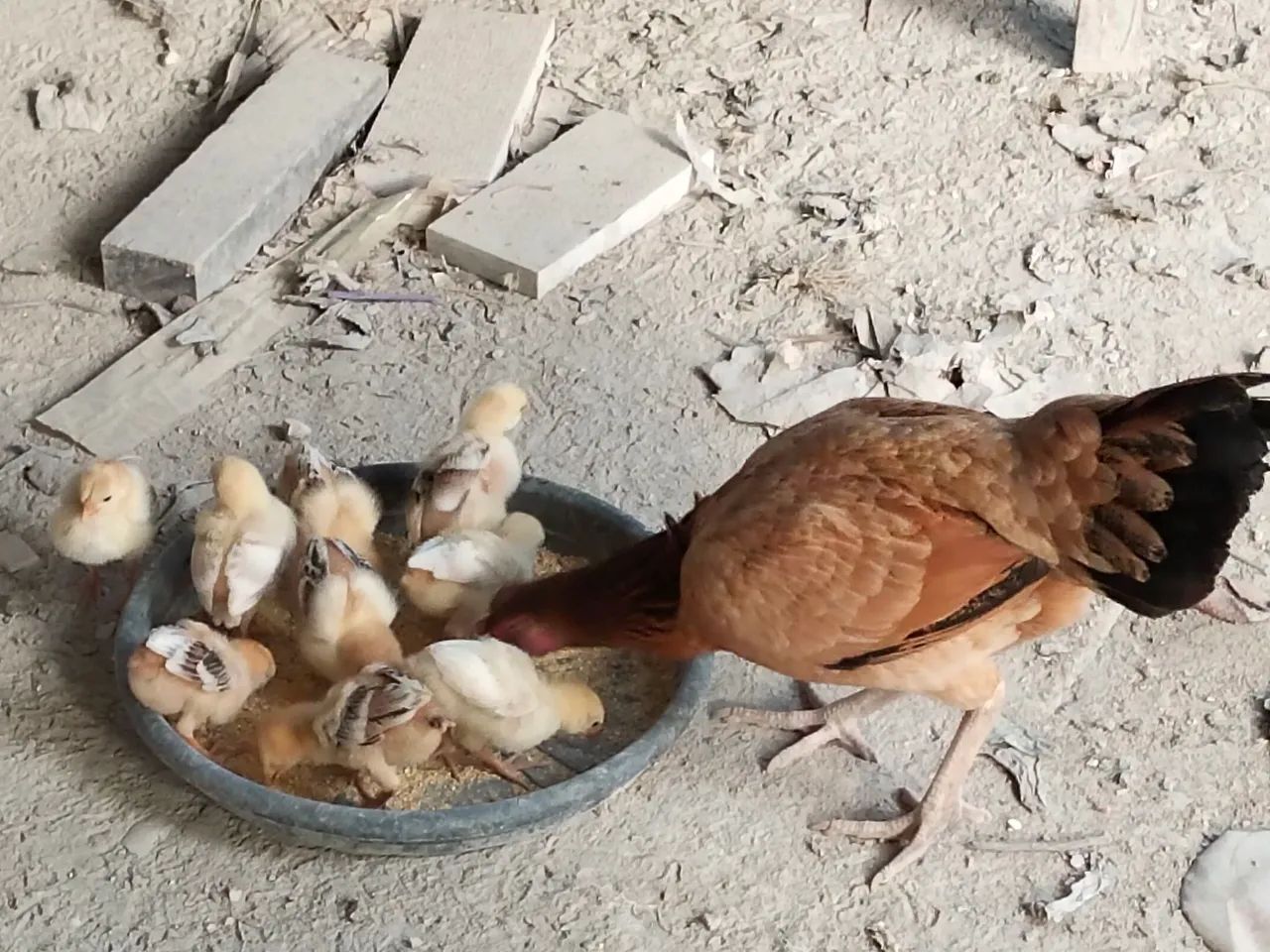 Galinha índia  - Foto 4