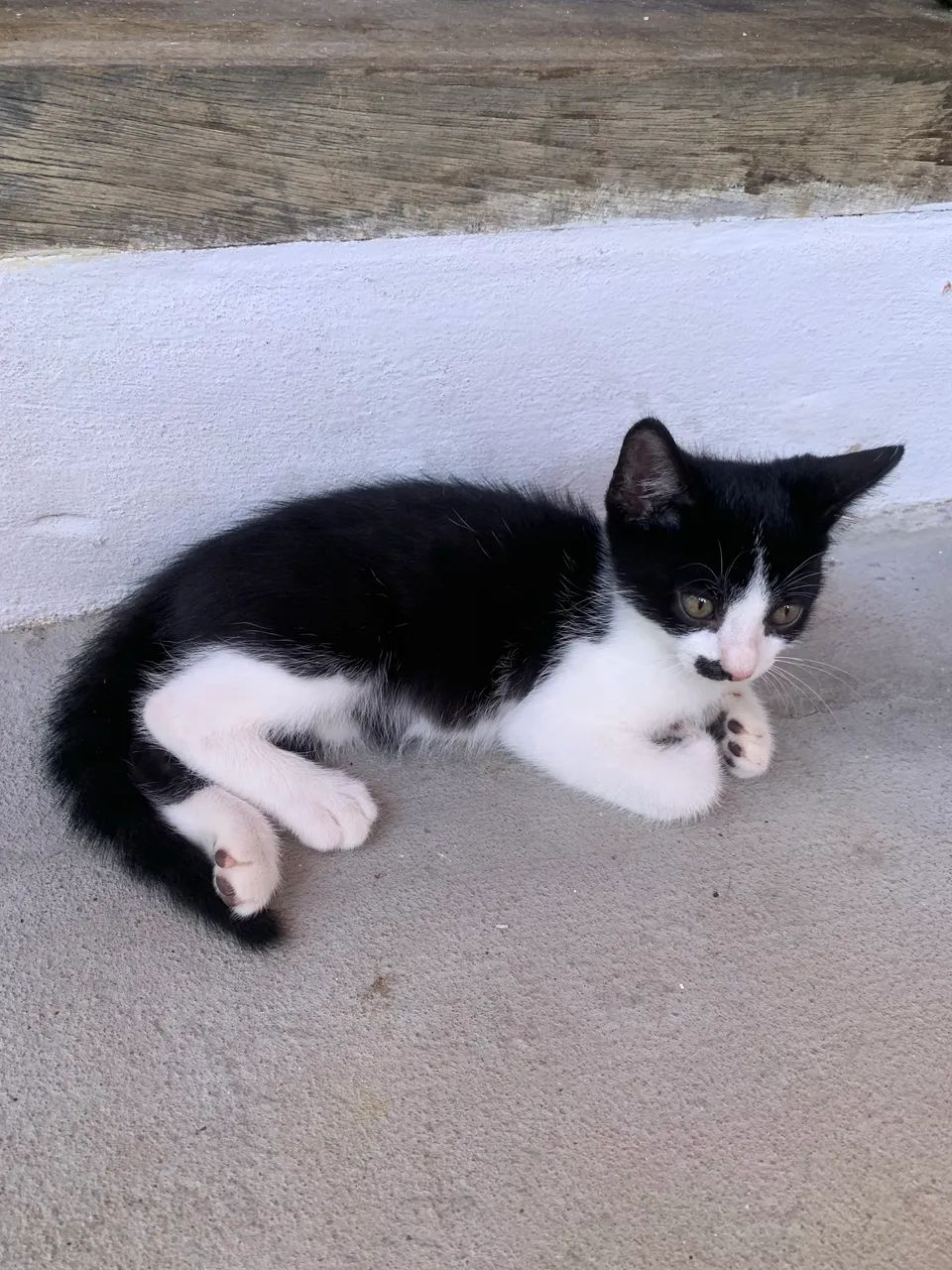 Lindos gatinhos  - Foto 2
