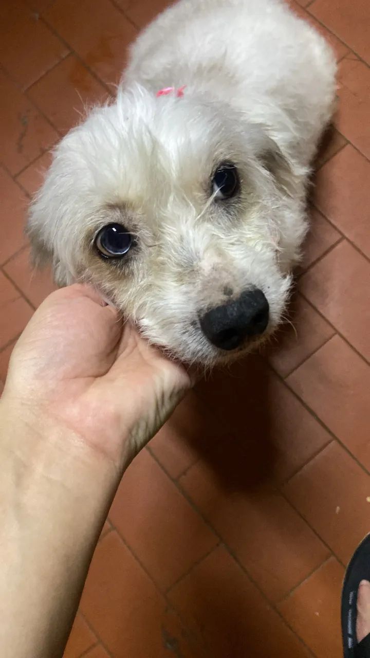 CACHORRINHA PARA DOAÇÃO  - Foto 4