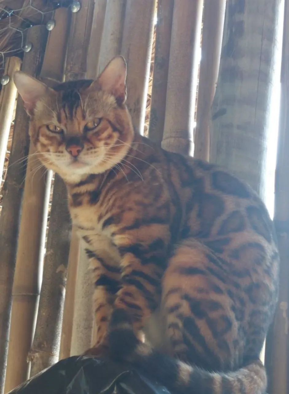 BENGAL c pedigree Tropicats  - Foto 6