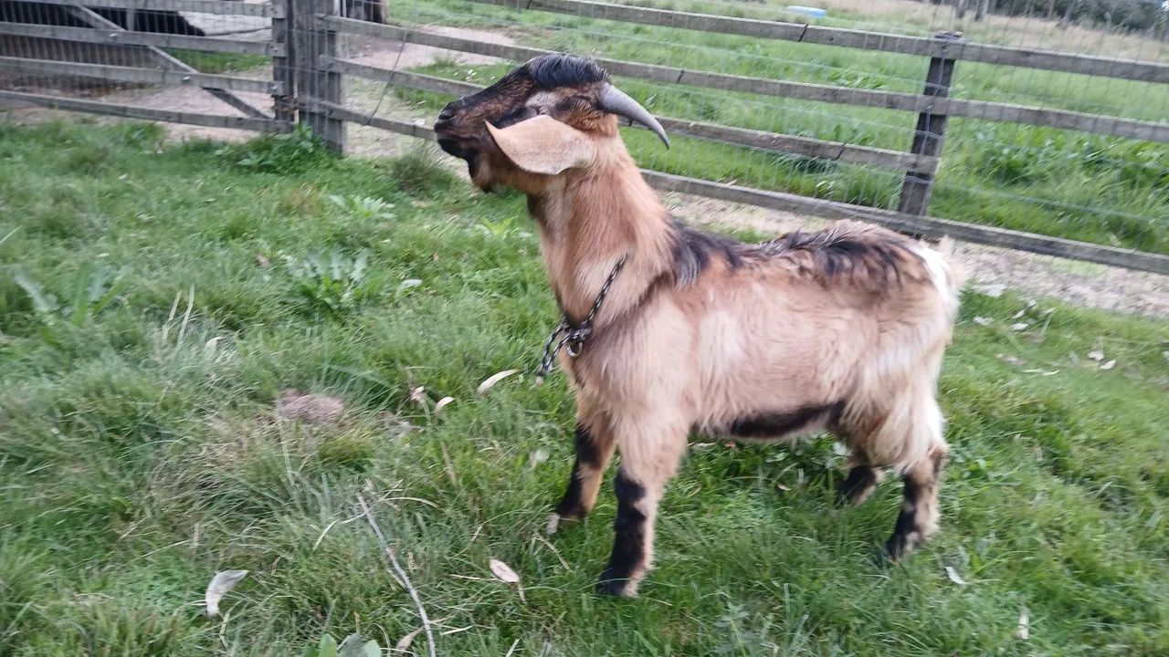 Cabrito macho - Foto 2