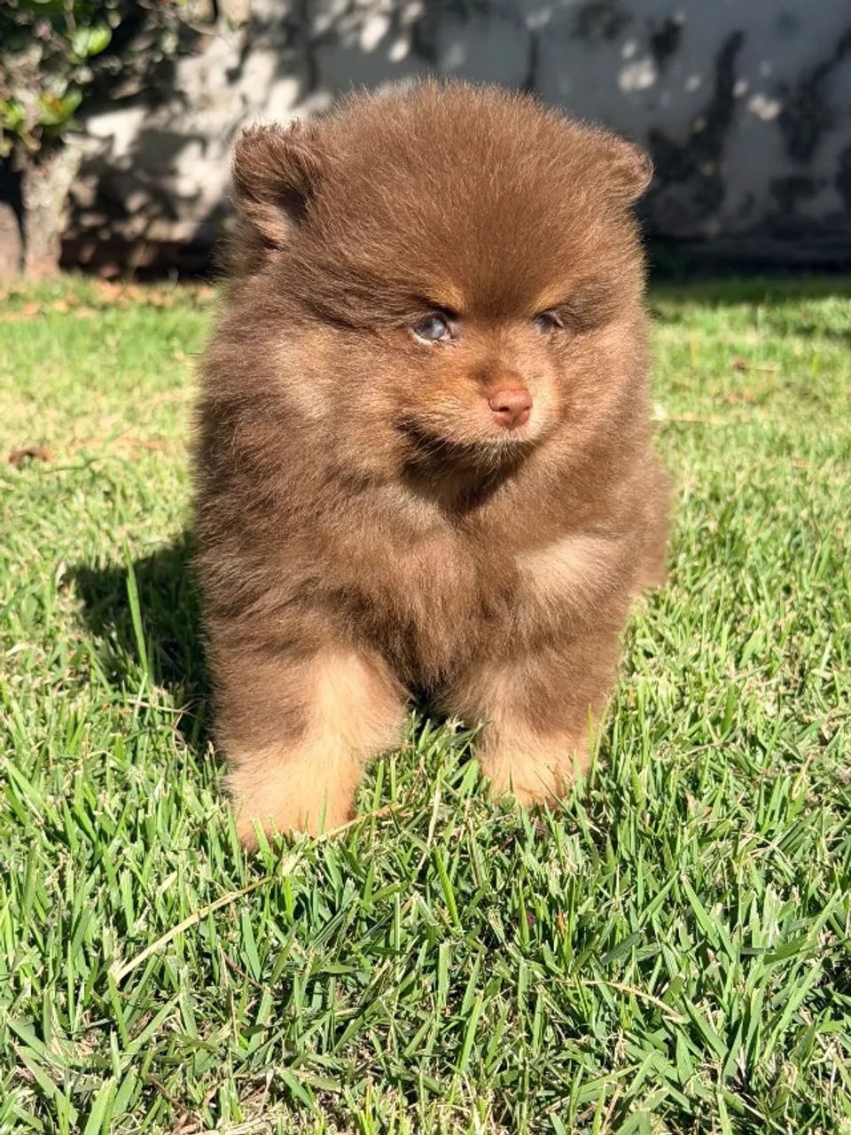 Spitz Alemão Macho  - Foto 4