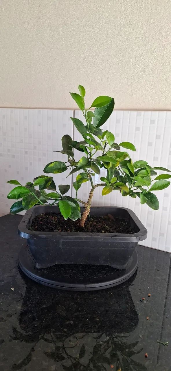 Bonsai Laranjinha Kinkan 6 anos de idade - Hobbies e coleções