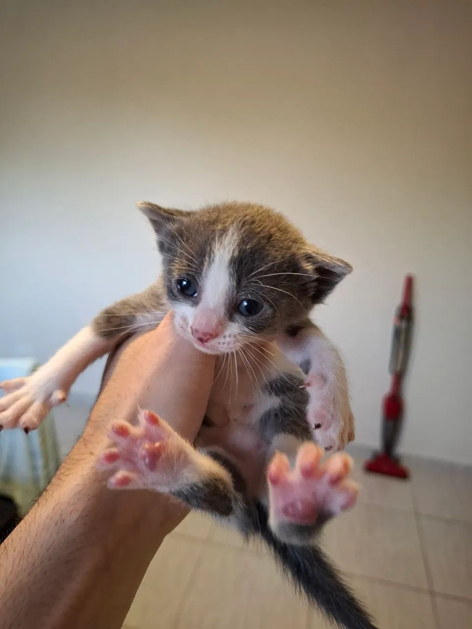 Doa-se filhote de gatos  - Foto 2