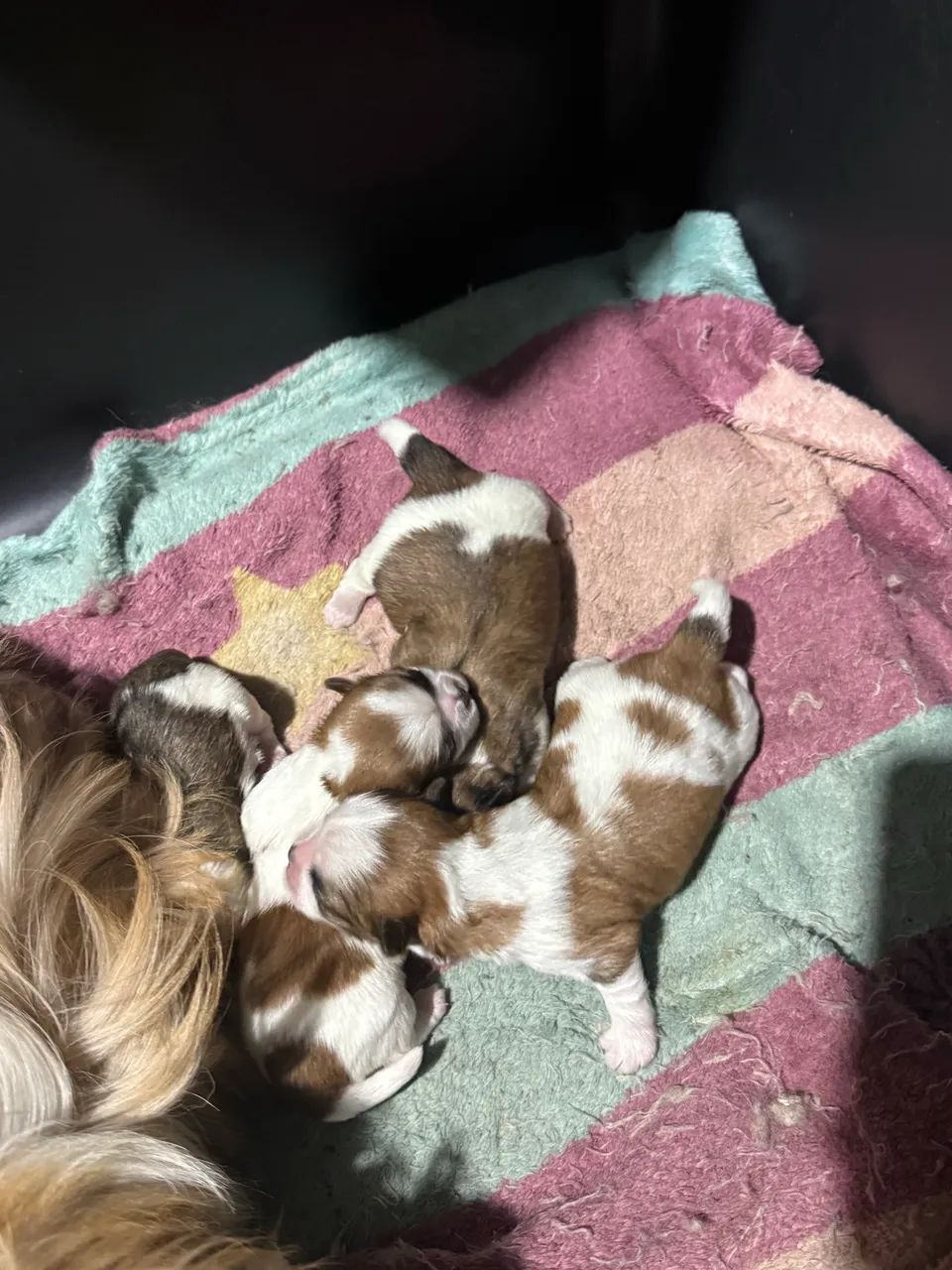 Shi-tzu - Foto 2