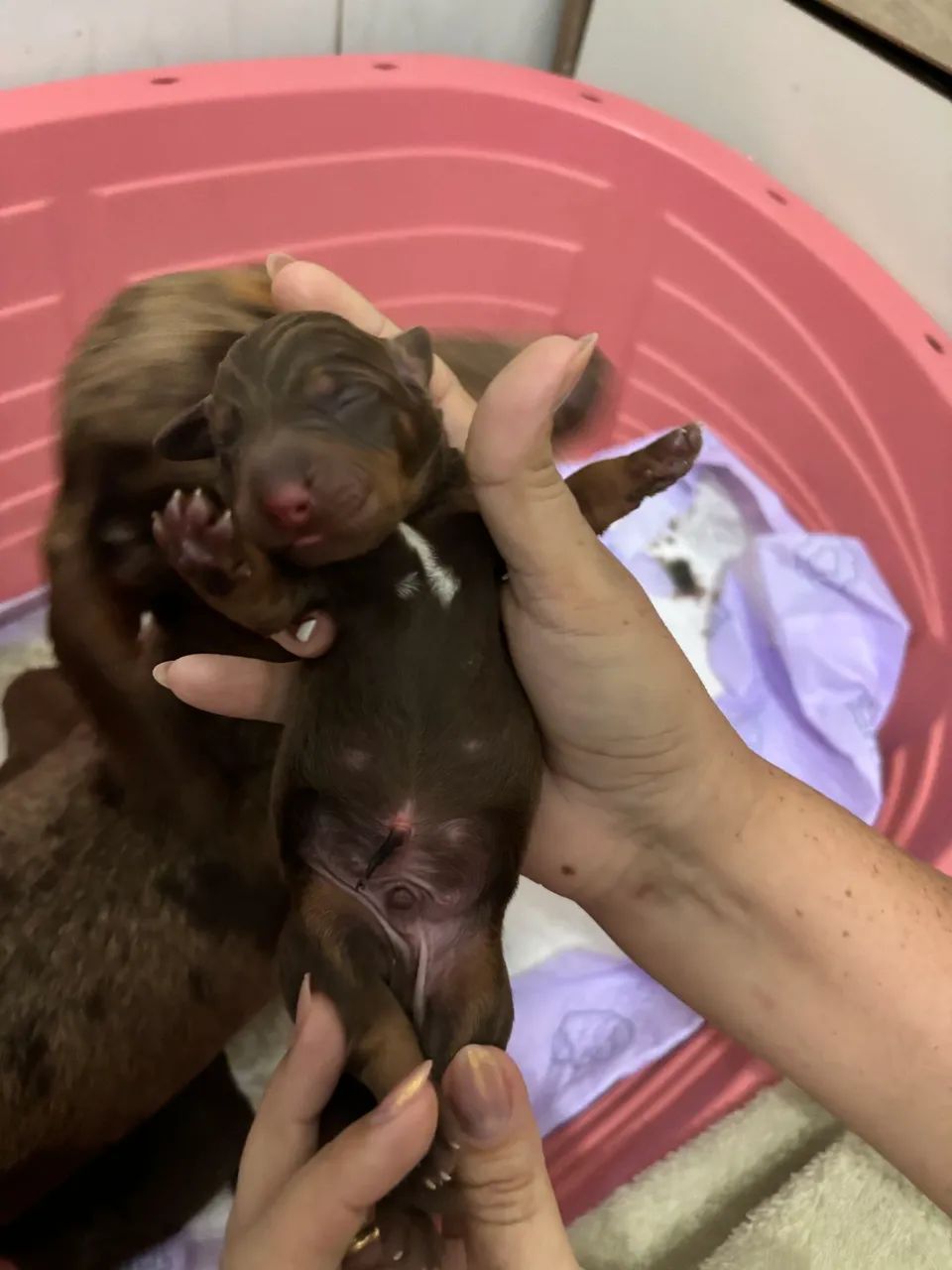 Dachshund Miniatura 