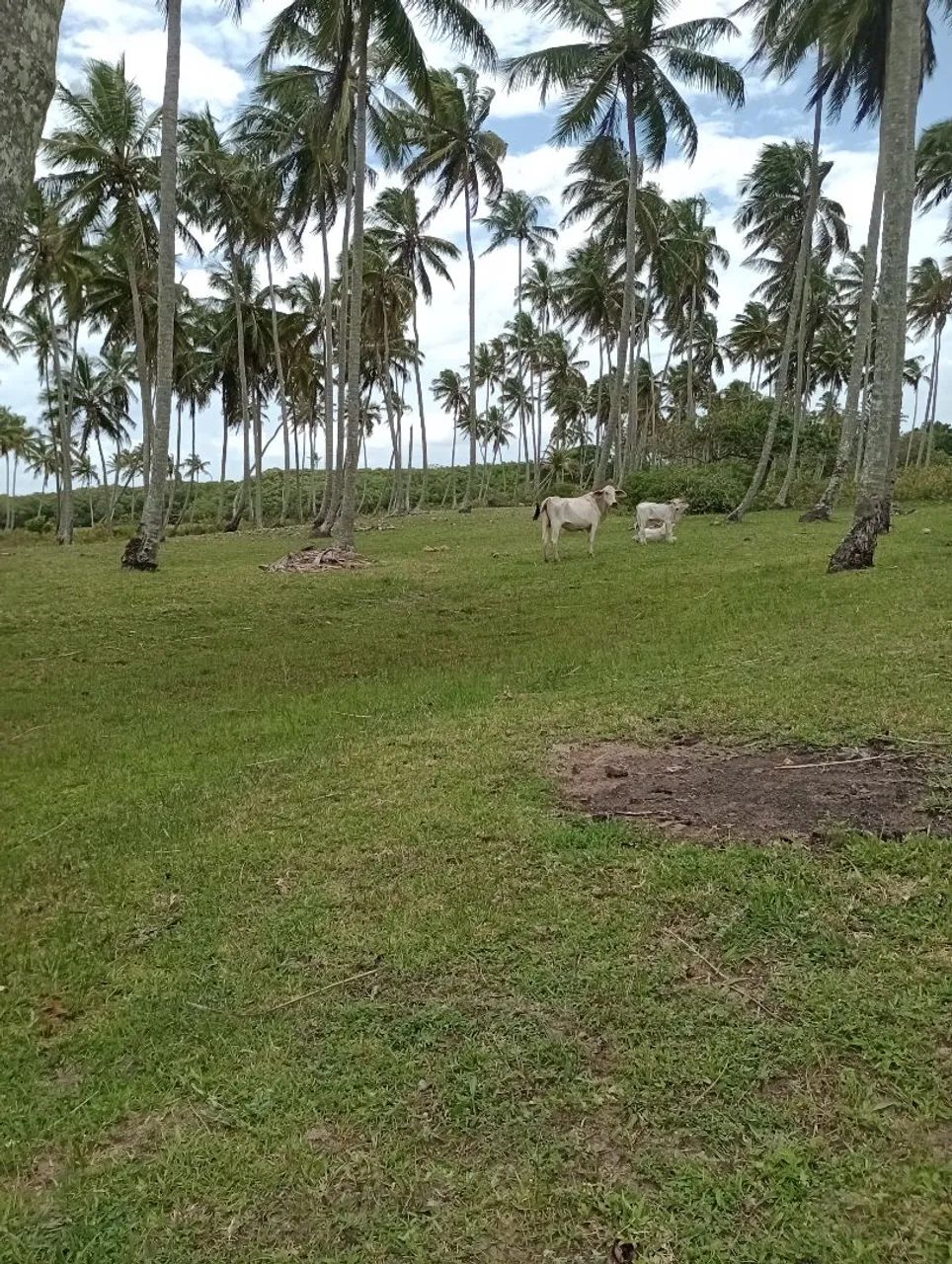 Vasco da Gama - Foto 2