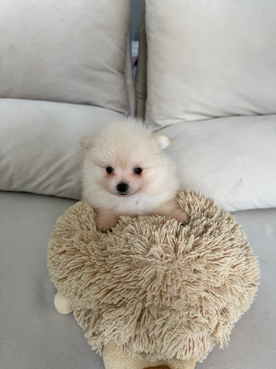 Filhotes de Spitz Alemão - Foto 2