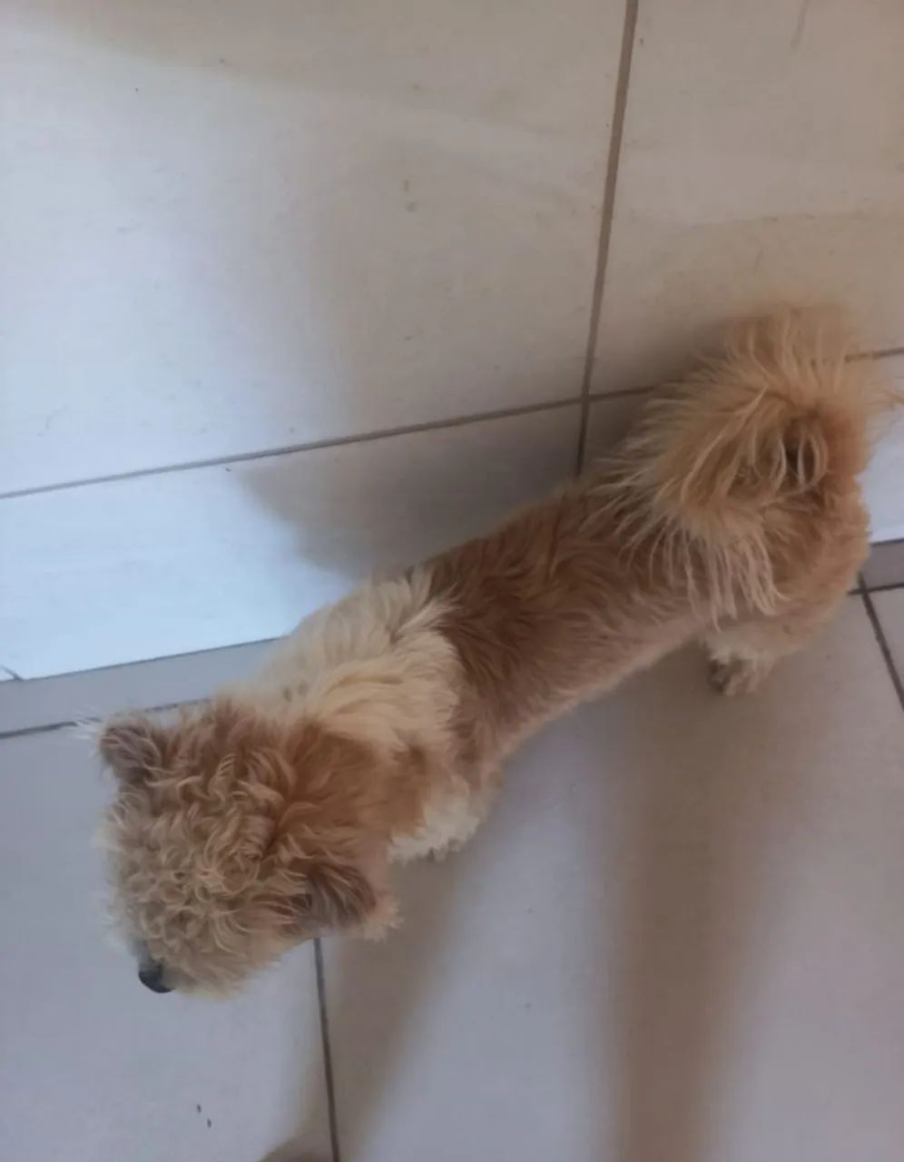 cachorro para adoção  - Foto 4